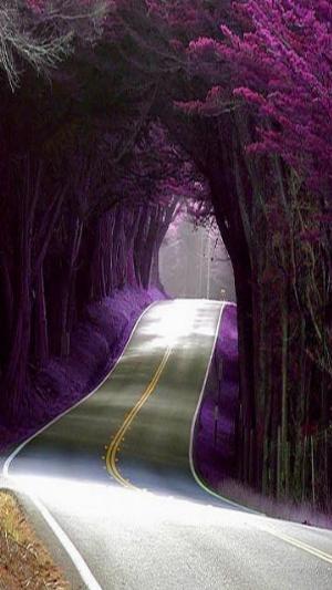 Beautiful Road.jpg Nature